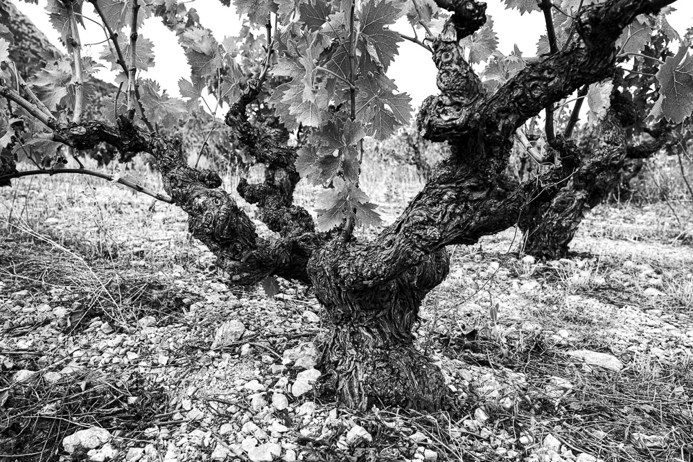 Ceps de vigne, Roussillon, Jean-Yves Bardin, photographe, photographie noir et blanc, Cep de vigne, vine stock, grape vine, art photography, photo exhibition