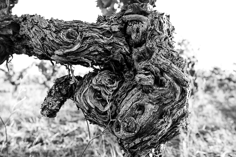 Ceps de vigne, Roussillon, Jean-Yves Bardin, photographe, photographie noir et blanc, Cep de vigne, vine stock, grape vine, art photography, photo exhibition