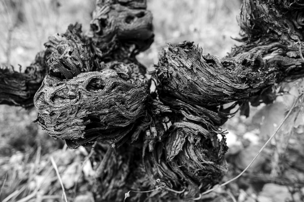 Ceps de vigne, Roussillon, Jean-Yves Bardin, photographe, photographie noir et blanc, Cep de vigne, vine stock, grape vine, art photography, photo exhibition