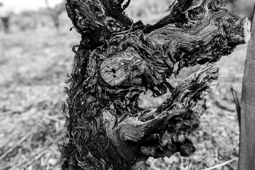 Ceps de vigne, Roussillon, Jean-Yves Bardin, photographe, photographie noir et blanc, Cep de vigne, vine stock, grape vine, art photography, photo exhibition