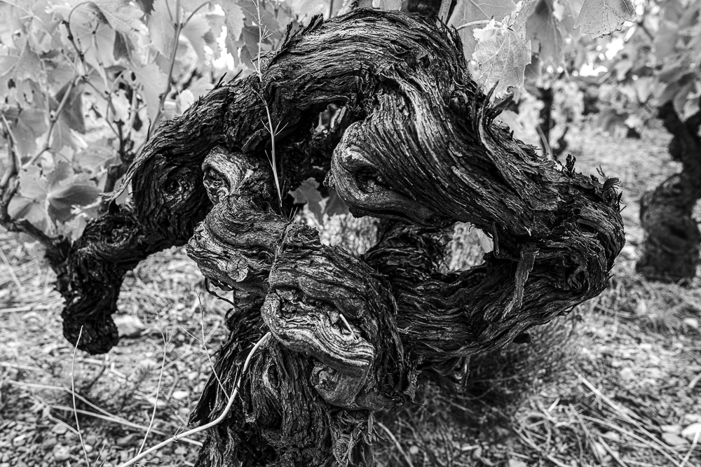 Ceps de vigne, Roussillon, Jean-Yves Bardin, photographe, photographie noir et blanc, Cep de vigne, vine stock, grape vine, art photography, photo exhibition