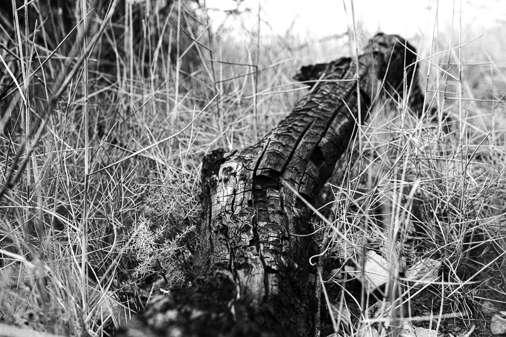 Ceps de vigne, Roussillon, Jean-Yves Bardin, photographe, photographie noir et blanc, Cep de vigne, vine stock, grape vine, art photography, photo exhibition