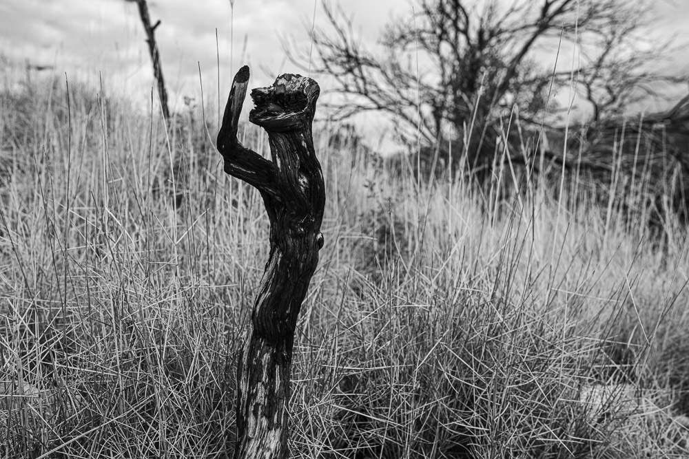 Ceps de vigne, Roussillon, Jean-Yves Bardin, photographe, photographie noir et blanc, Cep de vigne, vine stock, grape vine, art photography, photo exhibition