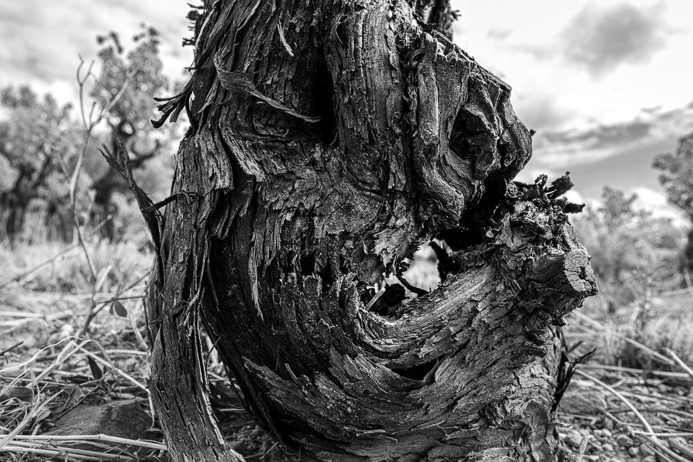 Ceps de vigne, Roussillon, Jean-Yves Bardin, photographe, photographie noir et blanc, Cep de vigne, vine stock, grape vine, art photography, photo exhibition