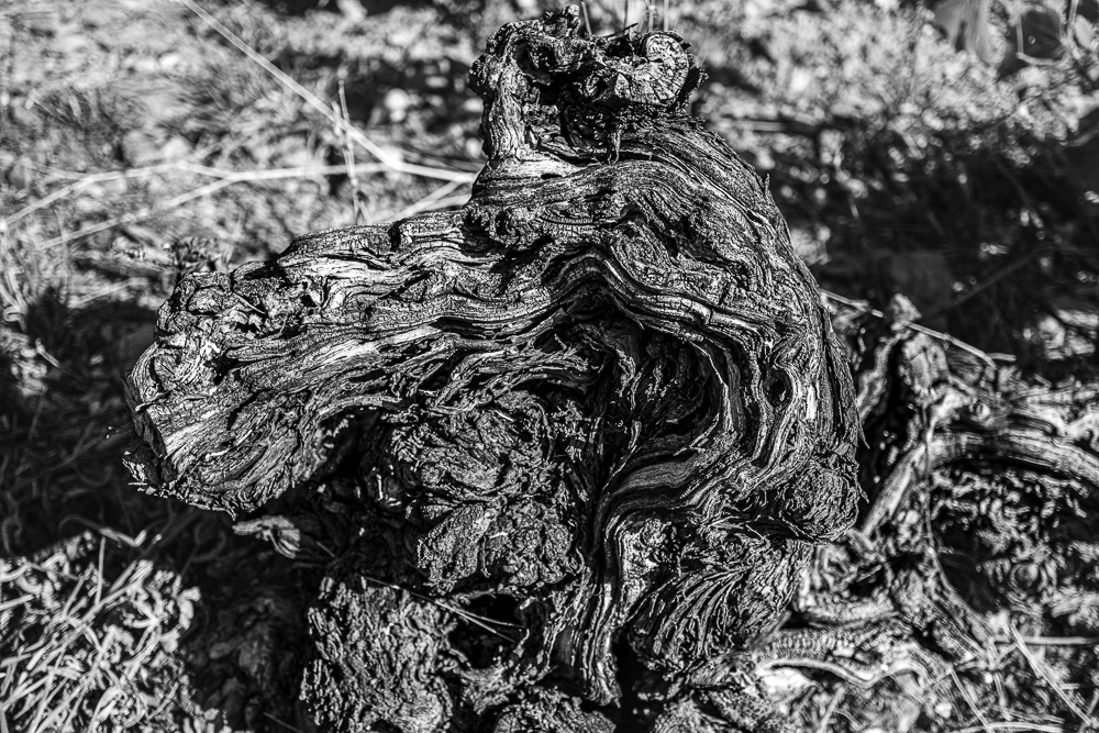 Ceps de vigne, Roussillon, Jean-Yves Bardin, photographe, photographie noir et blanc, Cep de vigne, vine stock, grape vine, art photography, photo exhibition