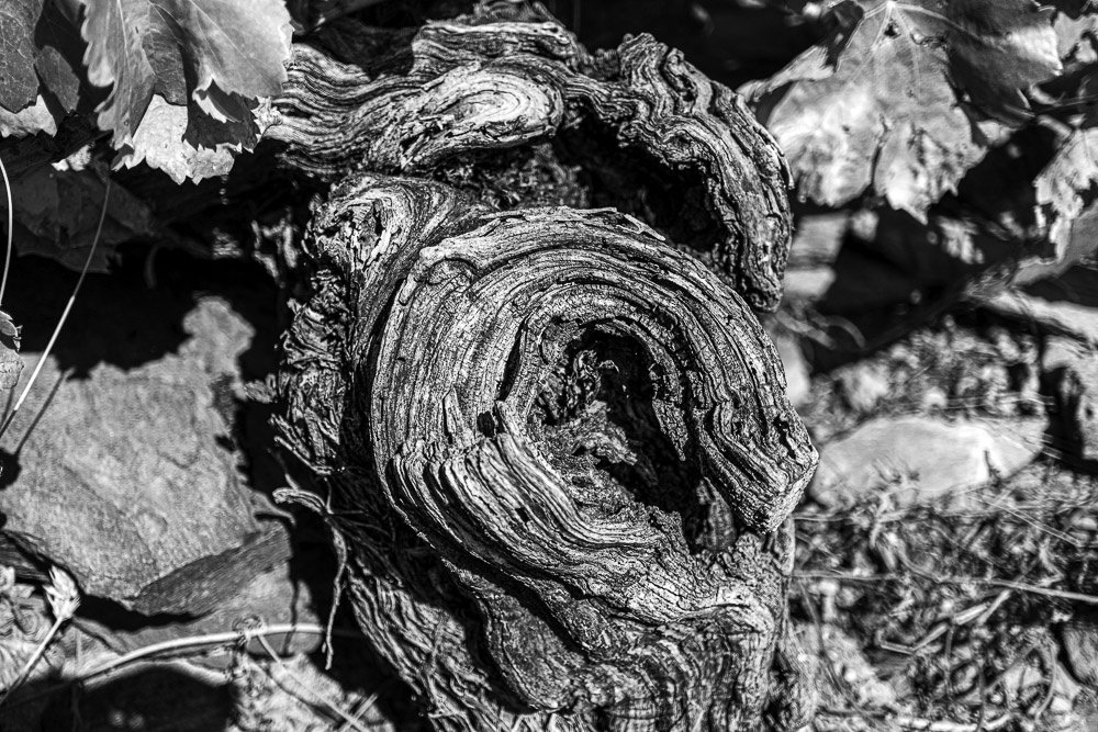 Ceps de vigne, Roussillon, Jean-Yves Bardin, photographe, photographie noir et blanc, Cep de vigne, vine stock, grape vine, art photography, photo exhibition